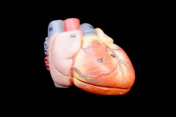The Heart's Right Ventricle: The true Achilles' heel of the endurance athlete?